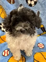MorkiepooM, a male Poodle - Toy  and Morkie for sale in Lake Charles, LA – 3 of 10