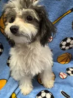 Bichonpoo, a male Bichon Frise and Poodle - Toy  for sale in Lake Charles, LA – 2 of 6
