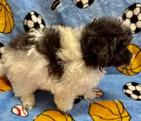 MorkiepooM, a male Poodle - Toy  and Morkie for sale in Lake Charles, LA – 2 of 10