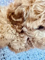  Apricot with white marks. F 2, a female Poodle - Miniature  for sale in Lake Charles, LA – 5 of 6