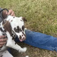 Morkiepoos2, a male Yorkipoo and Maltese for sale in Lake Charles, LA – Photo 7 of 10