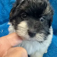 Morkiepoos2, a male Yorkipoo and Maltese for sale in Lake Charles, LA – Photo 8 of 10