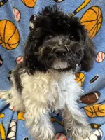 MorkiepooM, a female Poodle - Toy  and Morkie for sale in Lake Charles, LA – 3 of 4