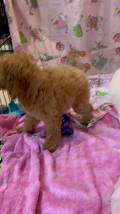 Red M 3, a male Poodle - Miniature  for sale in Lake Charles, LA – 6 of 8