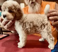 Red/White Tuxedo M, a male Poodle - Miniature  for sale in Lake Charles, LA – 2 of 7