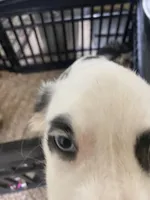 Longct+Blueye+Blk+BAER+M, a male Dalmatian for sale in Lake Charles, LA – Photo 2 of 8