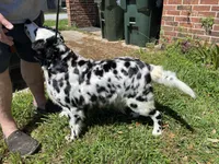 Longct+Blueye+Blk+BAER+M, a male Dalmatian for sale in Lake Charles, LA – Photo 5 of 8
