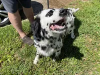 Longct+Blueye+Blk+BAER+M, a male Dalmatian for sale in Lake Charles, LA – Photo 4 of 8