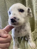 Longct+Blueye+Blk+BAER+M, a male Dalmatian for sale in Lake Charles, LA – Photo 6 of 8