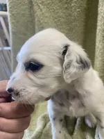 Longct+Blueye+Blk+BAER+M, a male Dalmatian for sale in Lake Charles, LA – Photo 7 of 8