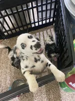Longct+Blueye+Blk+BAER+M, a male Dalmatian for sale in Lake Charles, LA – Photo 1 of 8