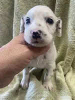 Longct+Blueye+Blk+BAER+M, a male Dalmatian for sale in Lake Charles, LA – Photo 8 of 8