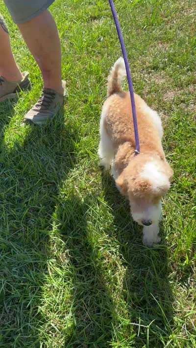 SHOW Red/W Tuxedo M, a male Poodle - Miniature  for sale in Lake Charles, LA – 3 of 7