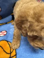 Red w/White Mark Parti M 2, a male Poodle - Miniature  for sale in Lake Charles, LA – 3 of 9