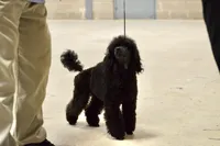 Black Toy, a female Poodle - Toy  for sale in Lake Charles, LA – 5 of 5