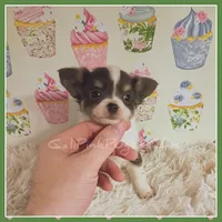 Bluey, a female Chihuahua for sale in Modesto, CA – 4 of 7