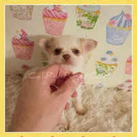 Tanner, a male Chihuahua for sale in Modesto, CA – 5 of 7