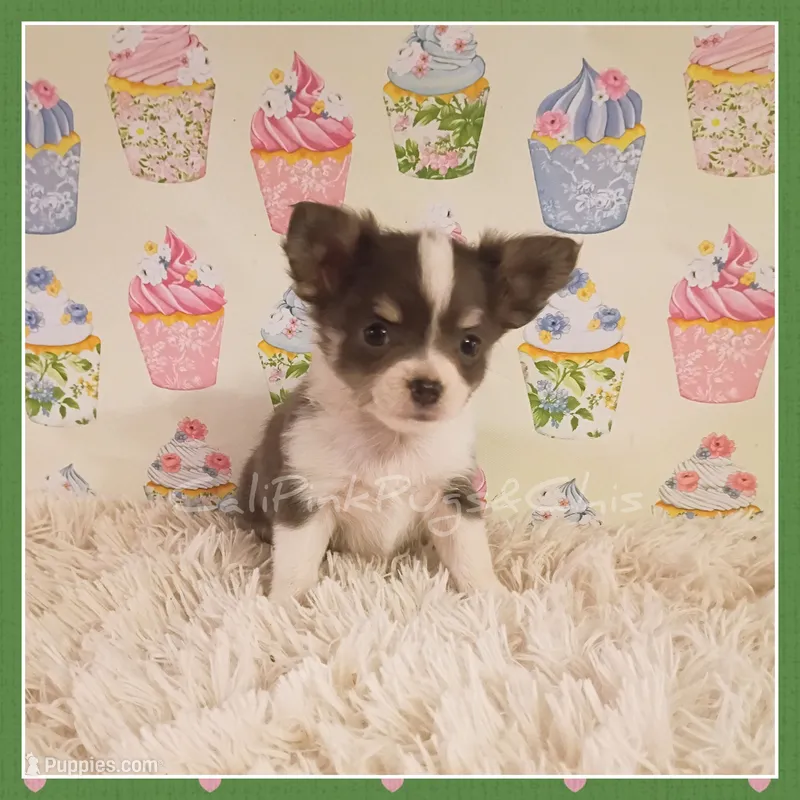 Bluey – Chihuahua puppy for sale in Modesto, CA