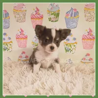 Bluey, a female Chihuahua for sale in Modesto, CA – 1 of 8