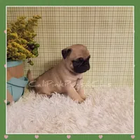 Booger, a male Pug for sale in Modesto, CA – 2 of 8