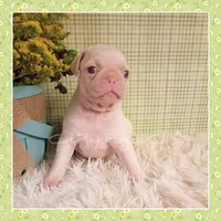 Luna (Albino "Pink") 1, a female Pug for sale in Modesto, CA – 5 of 8