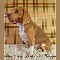 Benji, a male Beagle for sale in Modesto, CA – 9 of 9