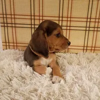 Bandit, a male Beagle for sale in Modesto, CA – 3 of 3