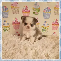 Violet, a female Chihuahua for sale in Modesto, CA – 7 of 10
