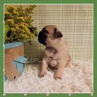 Booger, a male Pug for sale in Modesto, CA – 7 of 8