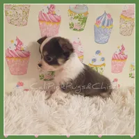 Bluey, a female Chihuahua for sale in Modesto, CA – 6 of 7