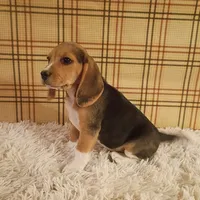 Billy, a male Beagle for sale in Modesto, CA – 6 of 8