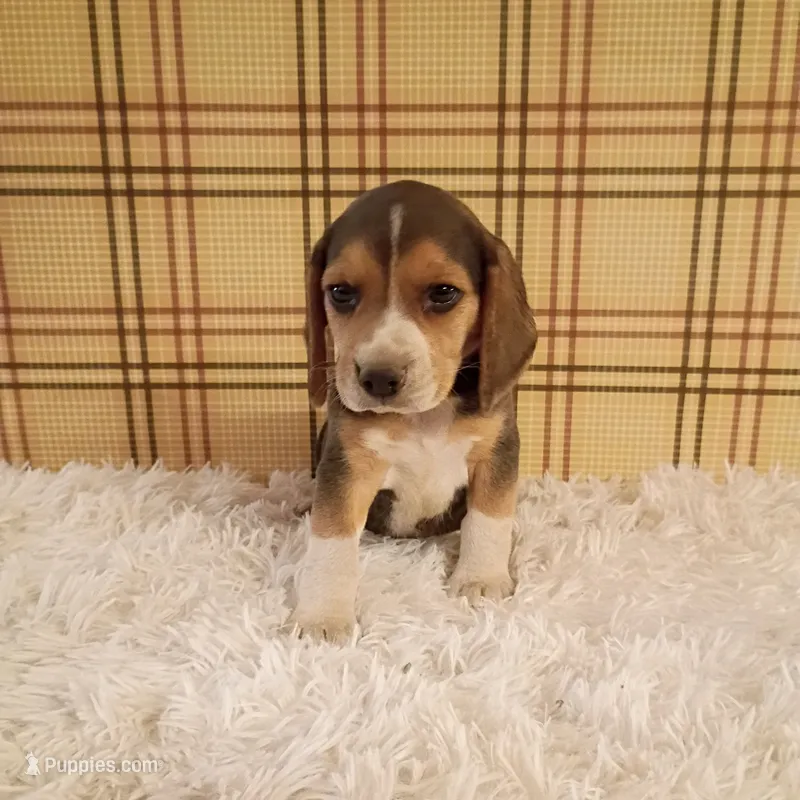 Buster – Beagle puppy for sale in Modesto, CA
