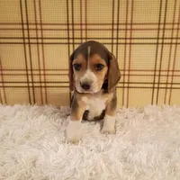 Buster, a male Beagle for sale in Modesto, CA – 1 of 3