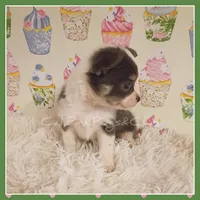Bluey, a female Chihuahua for sale in Modesto, CA – 5 of 7
