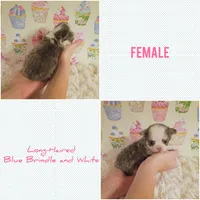 Violet, a female Chihuahua for sale in Modesto, CA – 10 of 10