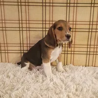 Benji, a male Beagle for sale in Modesto, CA – 6 of 9