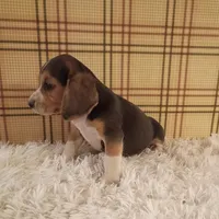 Buster, a male Beagle for sale in Modesto, CA – 3 of 3