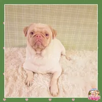 Luna ( Albino "Pink" Pug), a female Pug for sale in Modesto, CA – 10 of 10