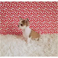 Valentino, a male Chihuahua for sale in Modesto, CA – Photo 4 of 10