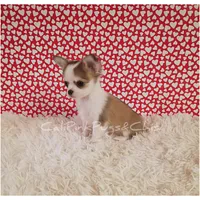 Valentino, a male Chihuahua for sale in Modesto, CA – Photo 2 of 10