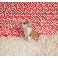 Valentino, a male Chihuahua for sale in Modesto, CA – Photo 5 of 10