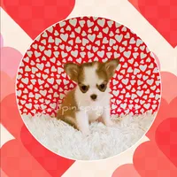 Valentino, a male Chihuahua for sale in Modesto, CA – Photo 1 of 10