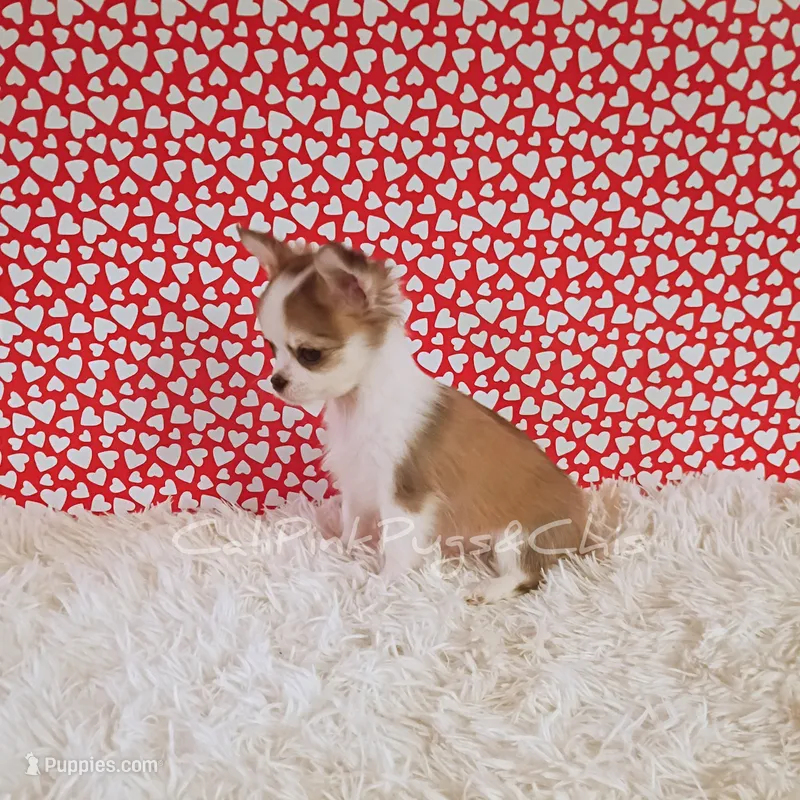 Valentino, a male Chihuahua for sale in Modesto, CA – Photo 1 of 10