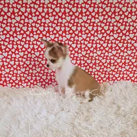 Valentino, a male Chihuahua for sale in Modesto, CA – Photo 1 of 10