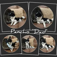 Valentino, a male Chihuahua for sale in Modesto, CA – Photo 9 of 10