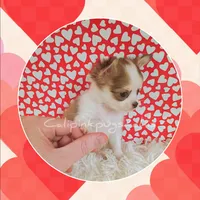 Valentino, a male Chihuahua for sale in Modesto, CA – Photo 7 of 10