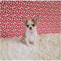 Valentino, a male Chihuahua for sale in Modesto, CA – Photo 6 of 10