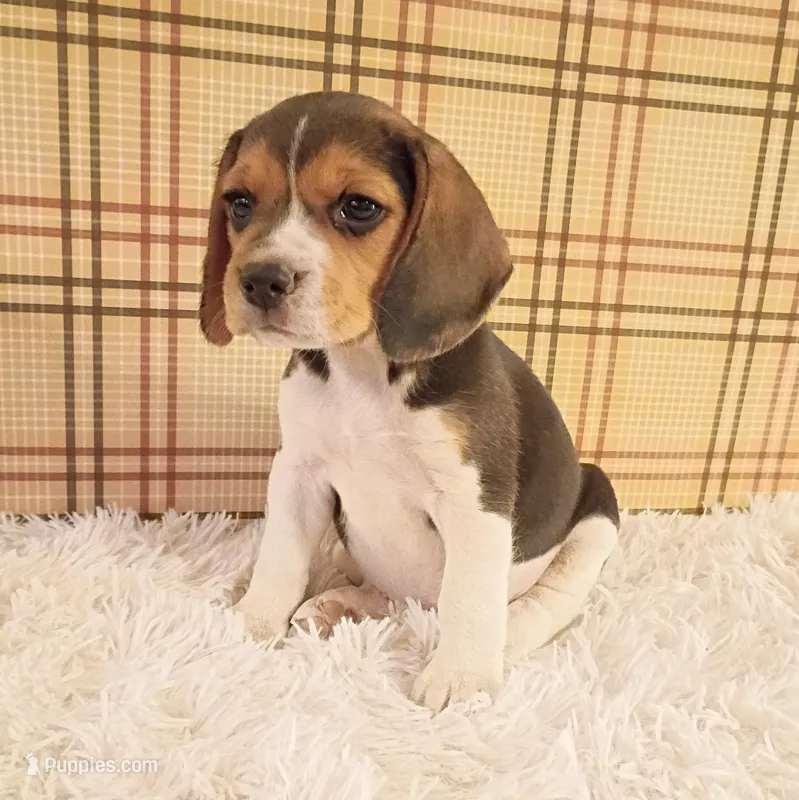 Bella – Beagle puppy for sale in Modesto, CA