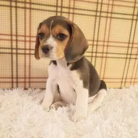 Bella, a female Beagle for sale in Modesto, CA – 1 of 3