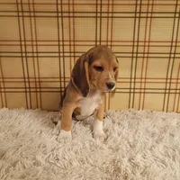 Billy, a male Beagle for sale in Modesto, CA – 8 of 8